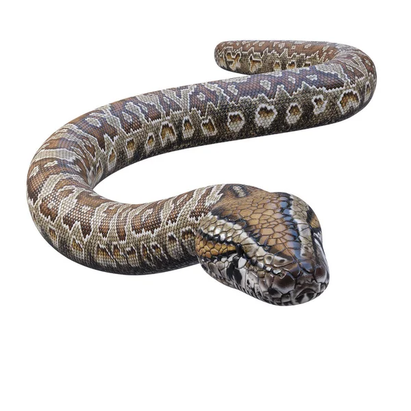 Södra Afrikanska Rock Python Illustration — Stockfoto