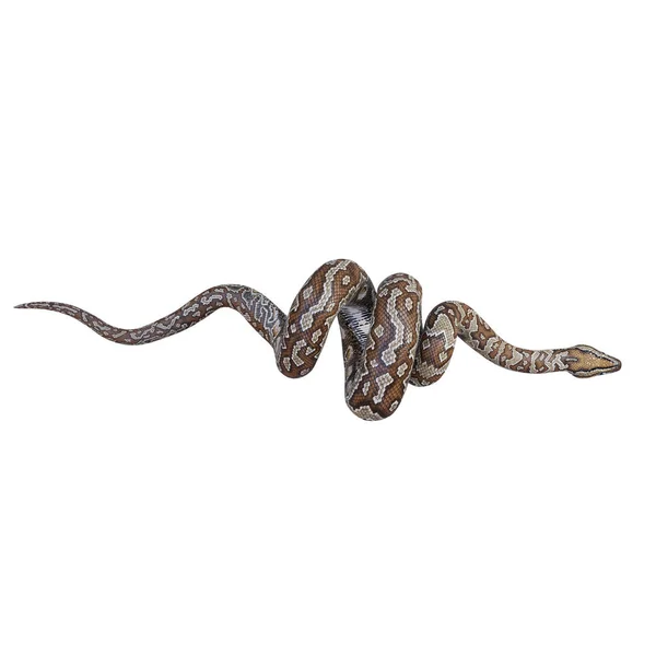 Southern African Rock Python Ilustração — Fotografia de Stock