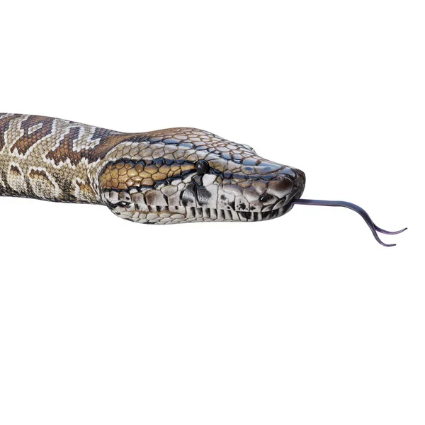 Zuidelijk Afrika Rots Python Illustratie — Stockfoto