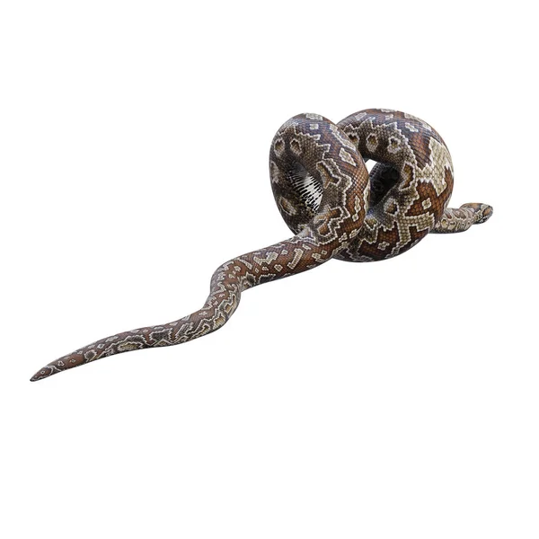 南部非洲岩石蟒蛇3D图解 — 图库照片