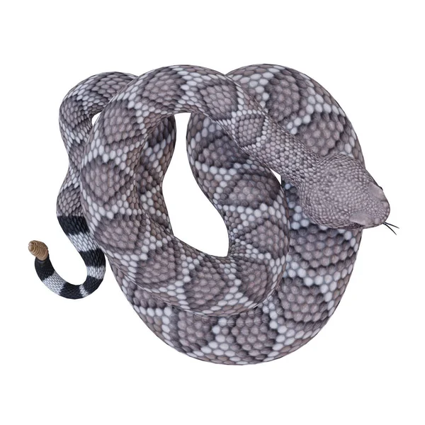Western Diamondback Rattlesnake Illustration — Stock Photo, Image