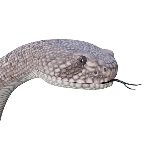 Western Diamondback Rattlesnake Ілюстрація — стокове фото