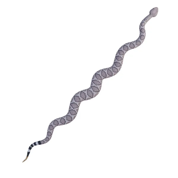 Ilustración Serpiente Cascabel Diamante Occidental — Foto de Stock