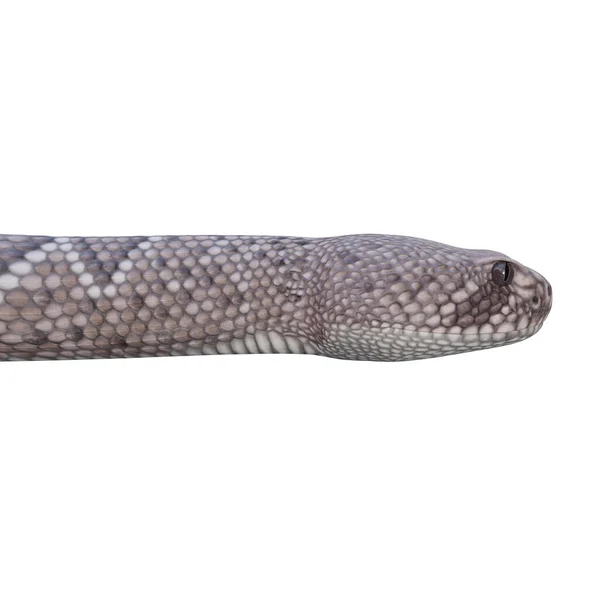 Västra Diamondback Skallerorm Illustration — Stockfoto