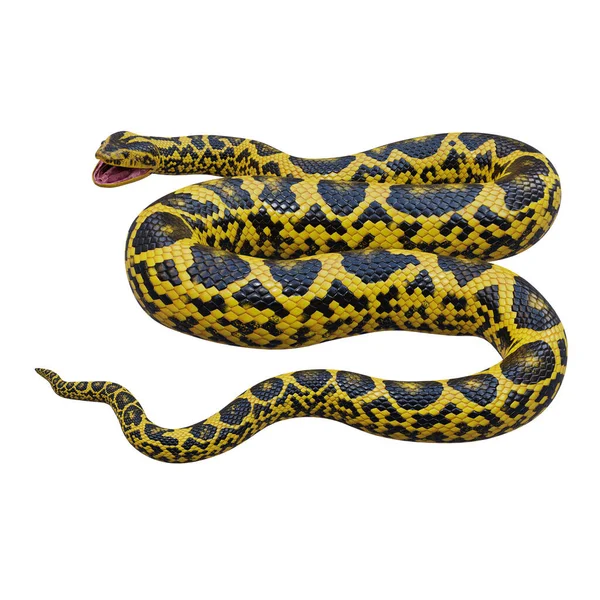 Anaconda Gialla Illustrazione — Foto Stock