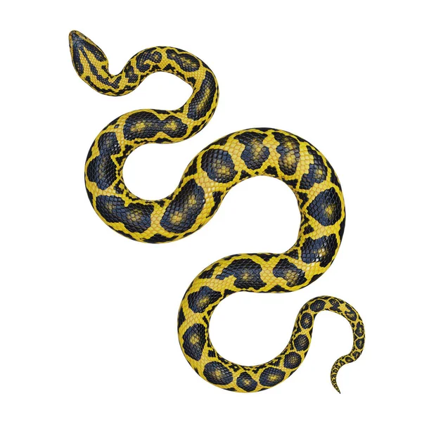 Amarillo Anaconda Ilustración —  Fotos de Stock