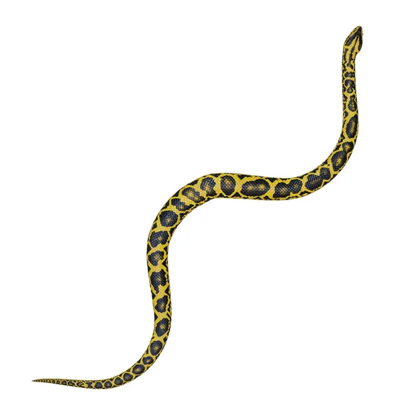 Żółta Anakonda Ilustracja — Zdjęcie stockowe