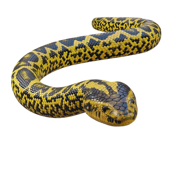 Anaconda Gialla Illustrazione — Foto Stock