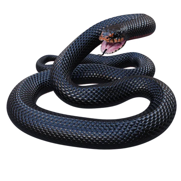Краснобрюхая Чёрная Змея Стоковое Фото