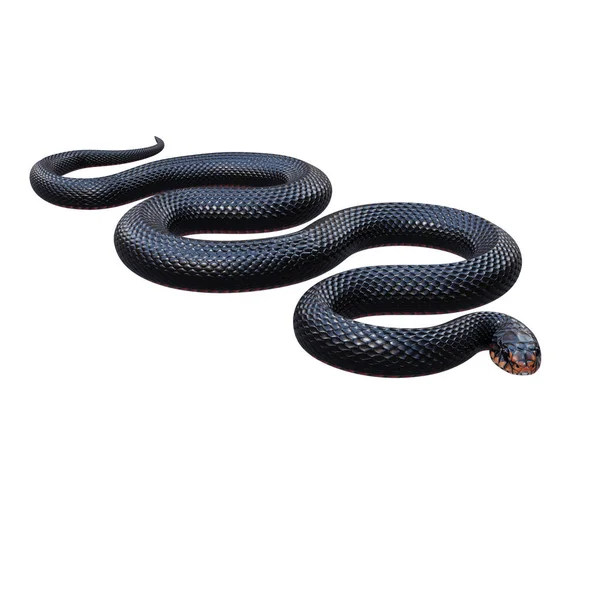 赤い腹の黒いヘビの3Dイラスト ロイヤリティフリーのストック画像