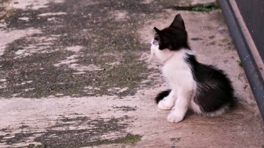 Ön bahçede annesini bekleyen bir kedi yavrusu.