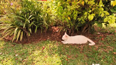 15 Ağustos 2022 Pamulang Endonezya 'sında sıcak güneşten korunan beyaz bir kedi.