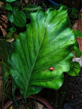 Bahçede yeşil yapraklar