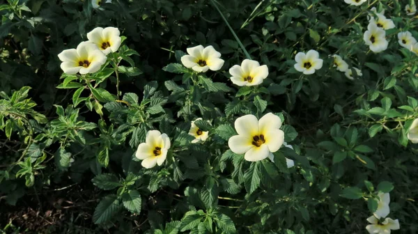 Дикие Белые Цветы Обочине Дороги — стоковое фото