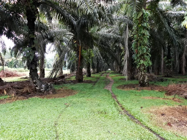 Situation Ölpalmenplantagen Mukomuko Bengkulu Sumatra Indonesien Oktober 2013 — Stockfoto