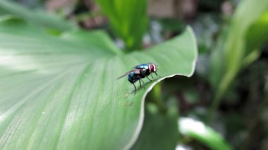 Yapraklara konmuş sineklerin yakın çekimi