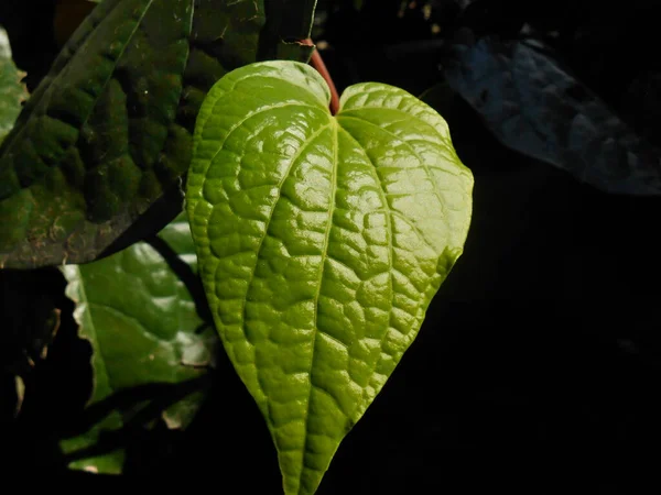 Gros Plan Jeune Betel Leaf Dans Cour Avant2 — Photo