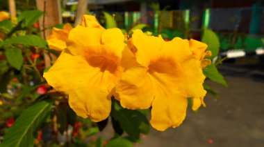 Pamulang Güney Tangerang Endonezya 'sında yol kenarındaki Sarı Çiçekler' in yakın çekimi