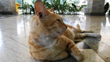 Melek Sarı Kedi Pamulang Güney Tangerang Endonezya 'da yerde yatıyor.