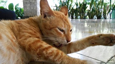 Yan Melek Sarı Kedi Pamulang Güney Tangerang Endonezya 'da yerde yatıyor.