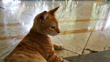 Yan Melek Sarı Kedi Pamulang Güney Tangerang Endonezya 'da yerde yatıyor.