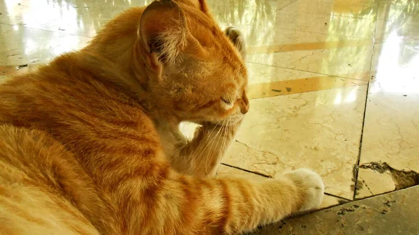 Close Yellow Cat Deitado Chão Pamulang Sul Tangerang Indonésia — Fotografia de Stock