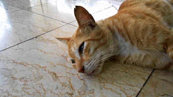 Alto Angelo Giallo Gatto Sdraiato Sul Pavimento Pamulang Sud Tangerang — Foto Stock