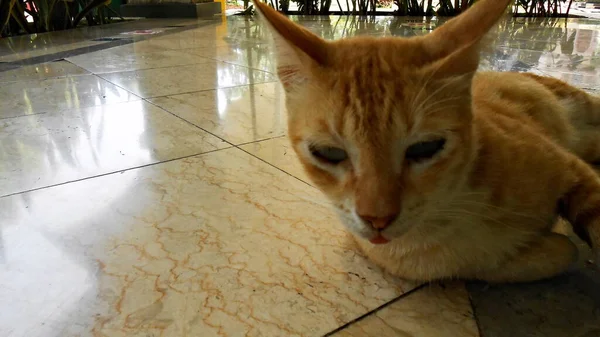 Front Angel Yellow Cat Liggend Vloer Pamulang Zuid Tangerang Indonesië — Stockfoto