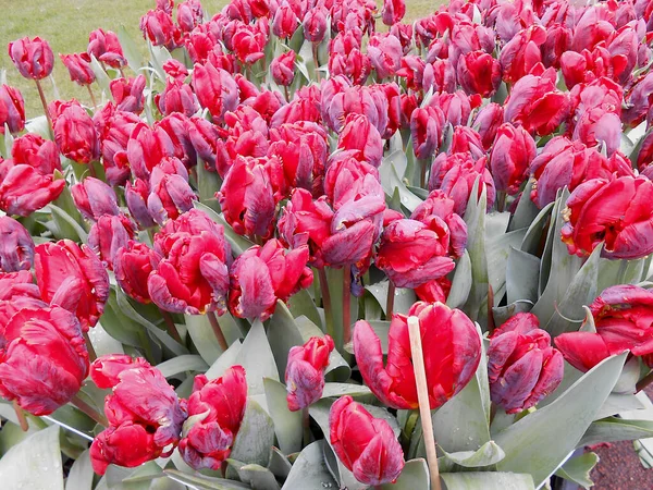 Tulips Family on deep red color, souvenirs from the Tulips plantation when traveling to the Netherlands, April 9 2013