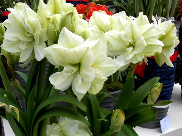 Tulipány Rodina Bílé Barvě Suvenýry Plantáže Tulipánů Cestách Nizozemska Dubna — Stock fotografie