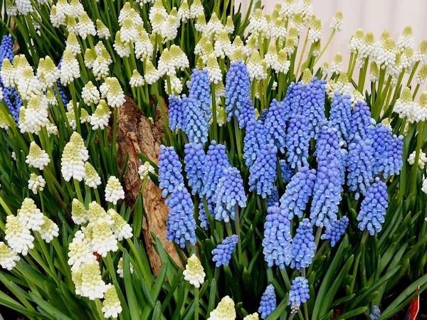 Tulips Family on Blue and white color, souvenirs from the Tulips plantation when traveling to the Netherlands, April 9 2013