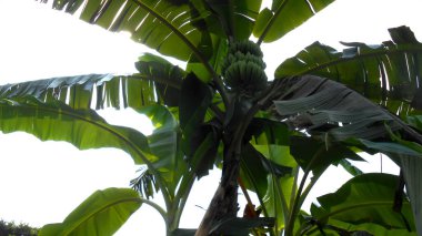  Muz ağacı tarlasında, meyve bir tür muz, meyve henüz olgunlaşmamıştır.