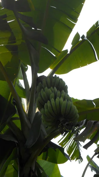 in the banana tree field, the fruit is a type of plantain, the fruit is not ripe yet