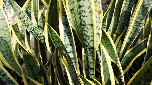 Close Green Tonge Leaves — Stock Photo, Image