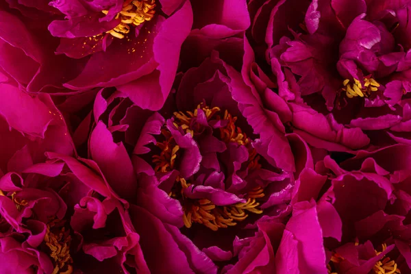 Рожеві Квіти Півонії Макро Постріл Абстрактна Текстура Природи Квітковий Фон — стокове фото