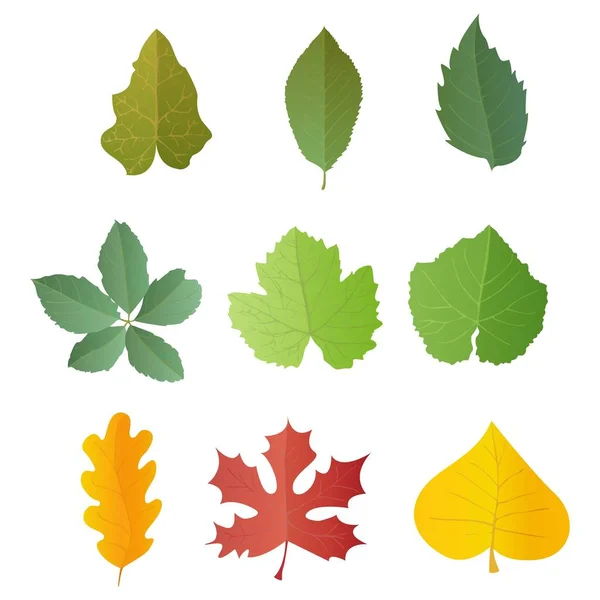 Feuilles Placées Dans Style Réaliste Feuille Automne Illustration Vectorielle Colorée — Image vectorielle