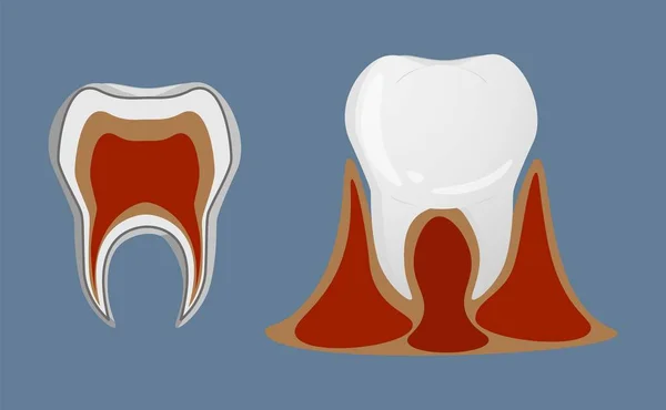 Denti Stile Realistico Icone Anatomiche Dei Denti Illustrazione Vettoriale Colorata — Vettoriale Stock