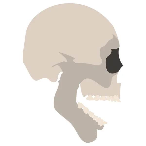 Икона Черепа Реалистичный Скелет Красочная Векторная Иллюстрация Белом Фоне — стоковый вектор