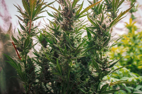 Cannabis Växt Panorama Banner Marijuana Blommor Med Gula Stämpel Och — Stockfoto