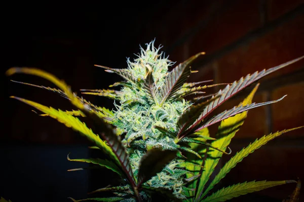 Bannière Panoramique Plante Cannabis Fleurs Marijuana Avec Stigmates Jaunes Feuilles — Photo