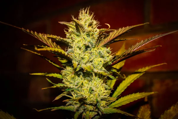 大麻植物パノラマバナー 黄色の汚名と緑の葉を持つマリファナの花 医療目的で大麻を栽培する — ストック写真
