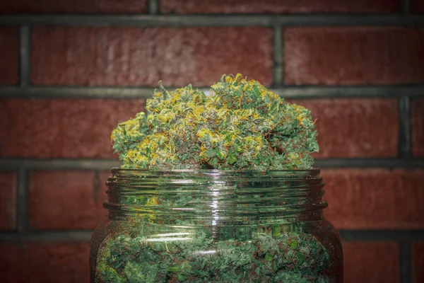 Obří Sklenice Léčivých Konopných Pupenů Marihuanové Plody — Stock fotografie