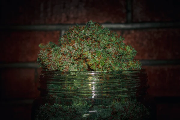 Vaso Gigante Germogli Cannabis Medicinali Frutti Marijuana — Foto Stock