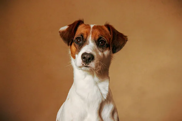 Porträt Eines Mischlingshundes — Stockfoto