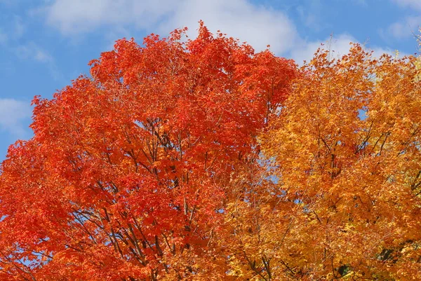 Bright orange, red and yellow leaves create beautiful autumn colors on trees in Regner Park in Wisconsin, USA.