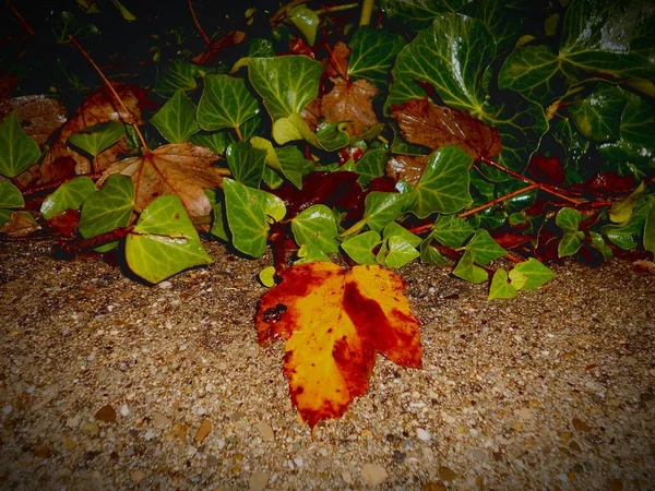 Листок Жовтого Червоного Плоскогір Оточений Плющем Восени Низькій Кам Яній — стокове фото