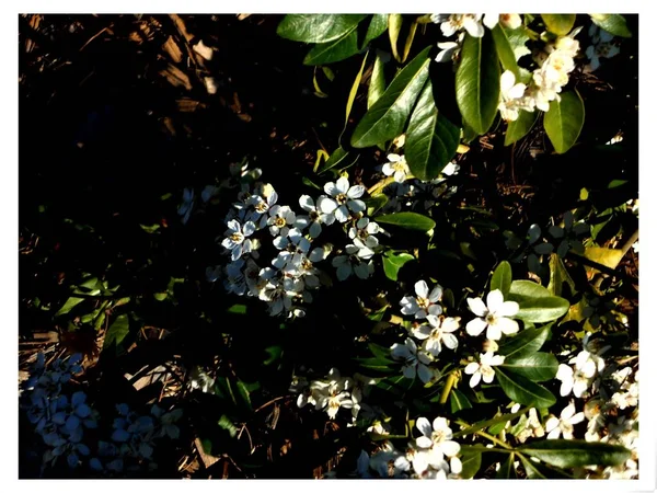 Unas Pequeñas Flores Blancas Forma Ramos Entorno Hojas Verdes Virutas — Foto de Stock