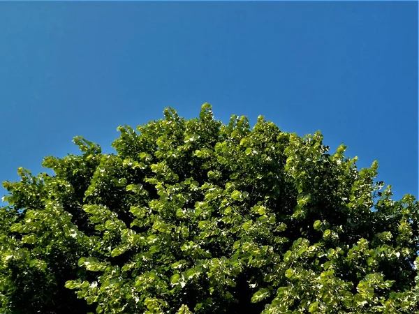 Primo Piano Foglie Verdi Tiglio Fiorito Sotto Bel Cielo Blu — Foto Stock