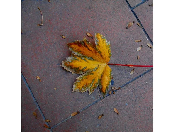 都市の歩道上の緑 茶色の枯れ木の葉のクローズアップ オーベナス アルデシュ フランス — ストック写真