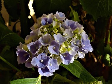 Baharda, Aubenas 'ta, Fransa' da, Ardeche 'de, yeşil yapraklarla çevrili pastel mor ve beyaz ortanca çiçeklerinden oluşan bir çiçeğe yaklaş..